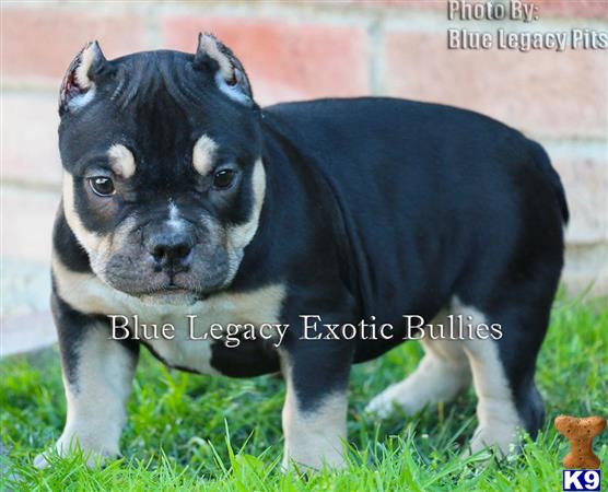 american pit bull puppy posted by Pitbull Bully